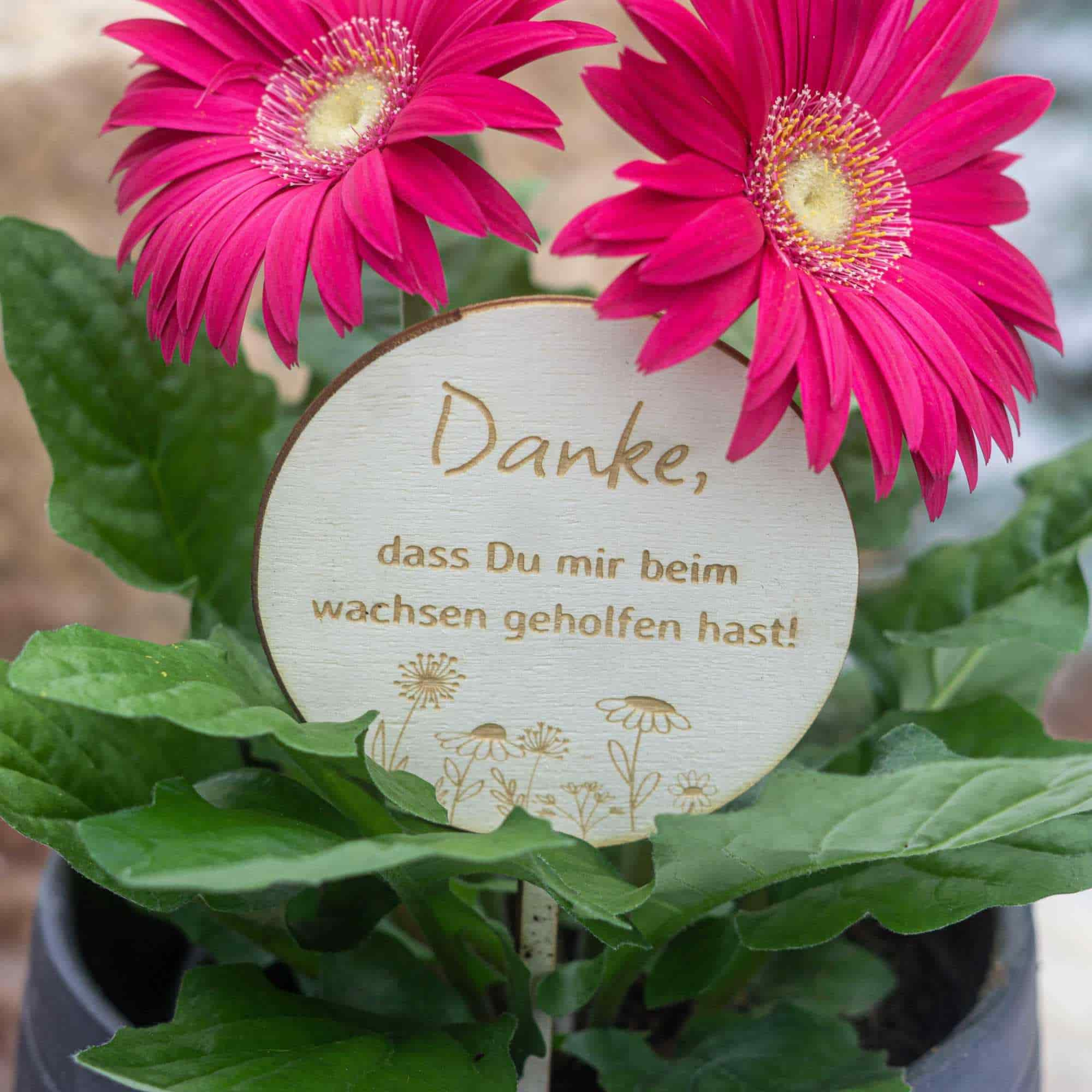 Gänseblümchen, Blume, Kräuterig, Blütenblatt, Ein anderes